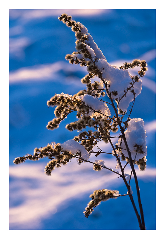 Mit Schneehäubchen