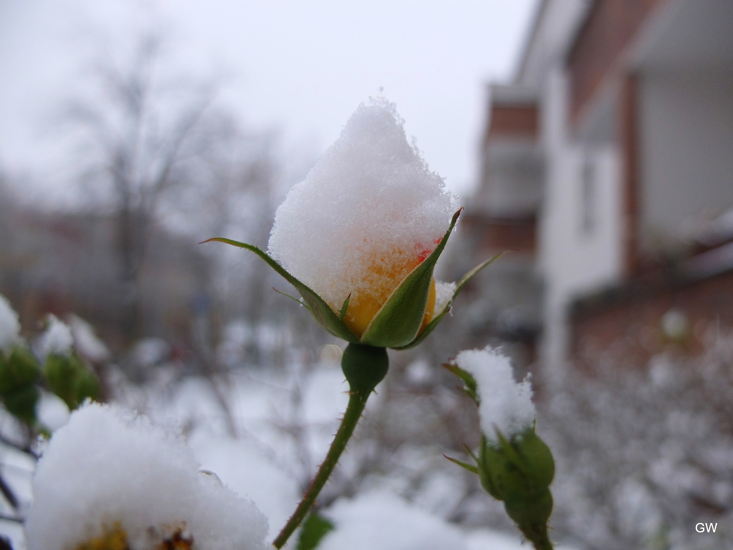 mit Schneehäubchen