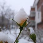 mit Schneehäubchen