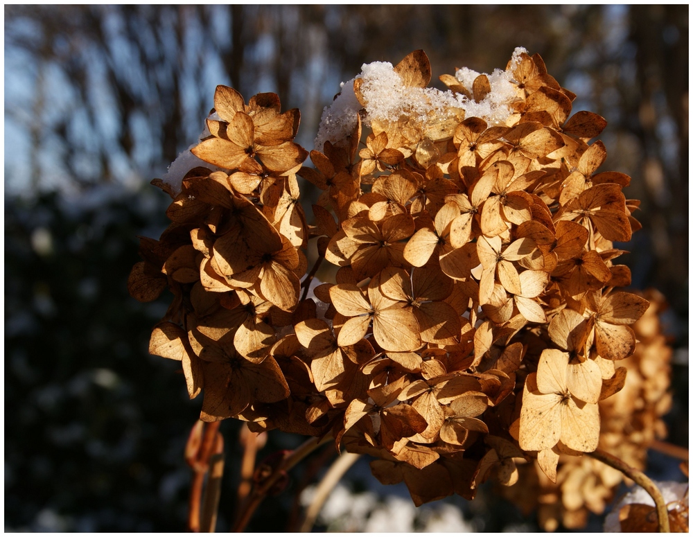 Mit Schneehäubchen