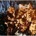 Mit Schneehäubchen