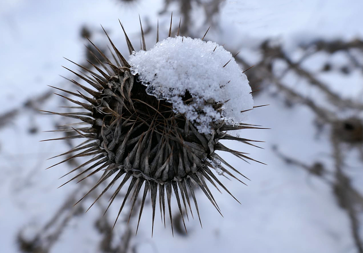 Mit Schneehäubchen verschönt