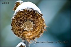 Mit Schneehaube