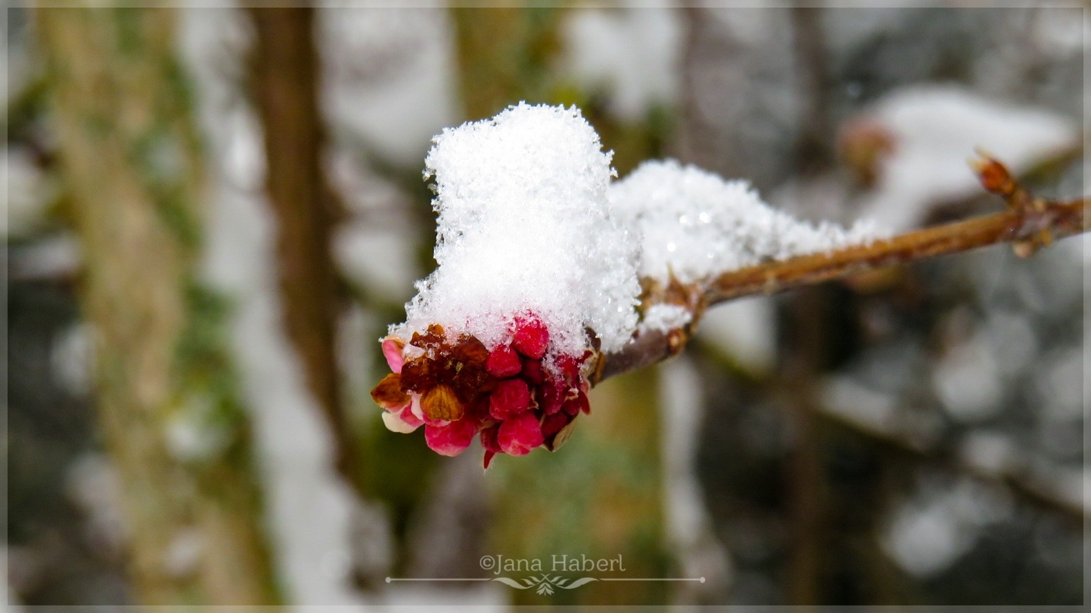 Mit Schneehaube... 