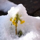 mit Schneehaube