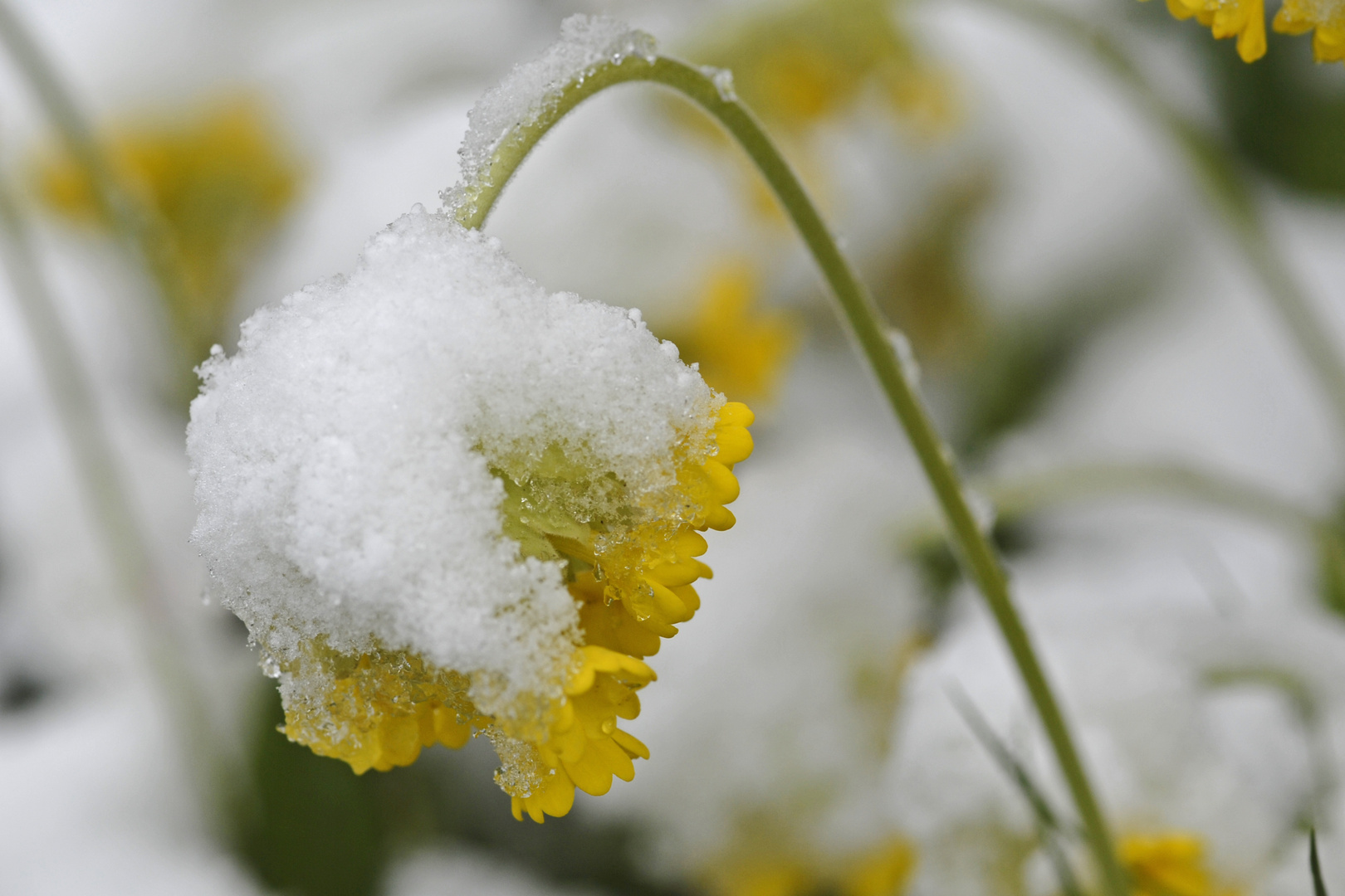 Mit Schneehaube