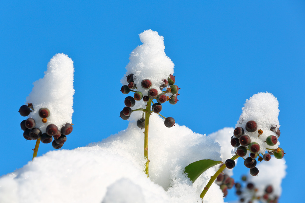 mit Schneemützen