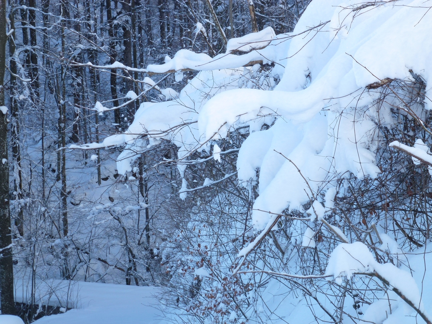 Mit Schneeschuhe Richtung Mösern, Hintergebirge