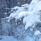 Mit Schneeschuhe Richtung Mösern, Hintergebirge