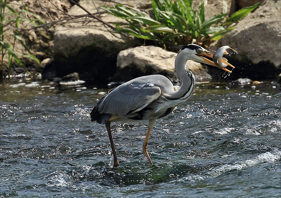 Mit Schwung aus dem Wasser