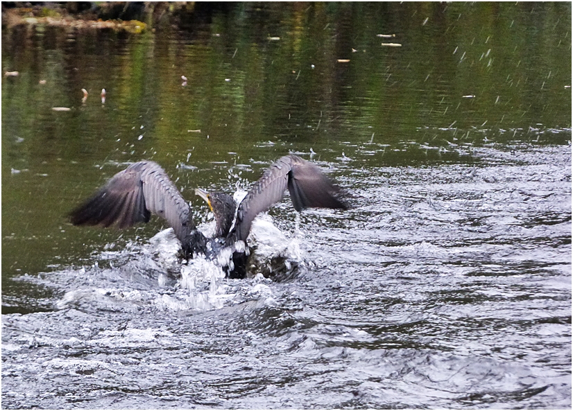 Mit Schwung ins Wasser