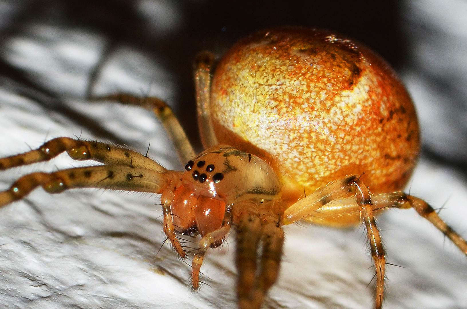 mit Sechsaugenspinne Auge in Auge