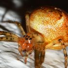 mit Sechsaugenspinne Auge in Auge