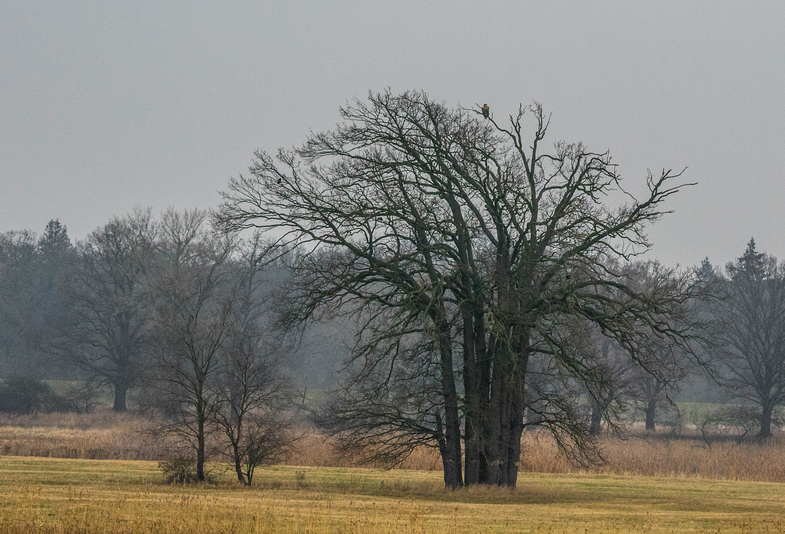 Mit Seeadler-Topping