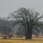 Mit Seeadler-Topping