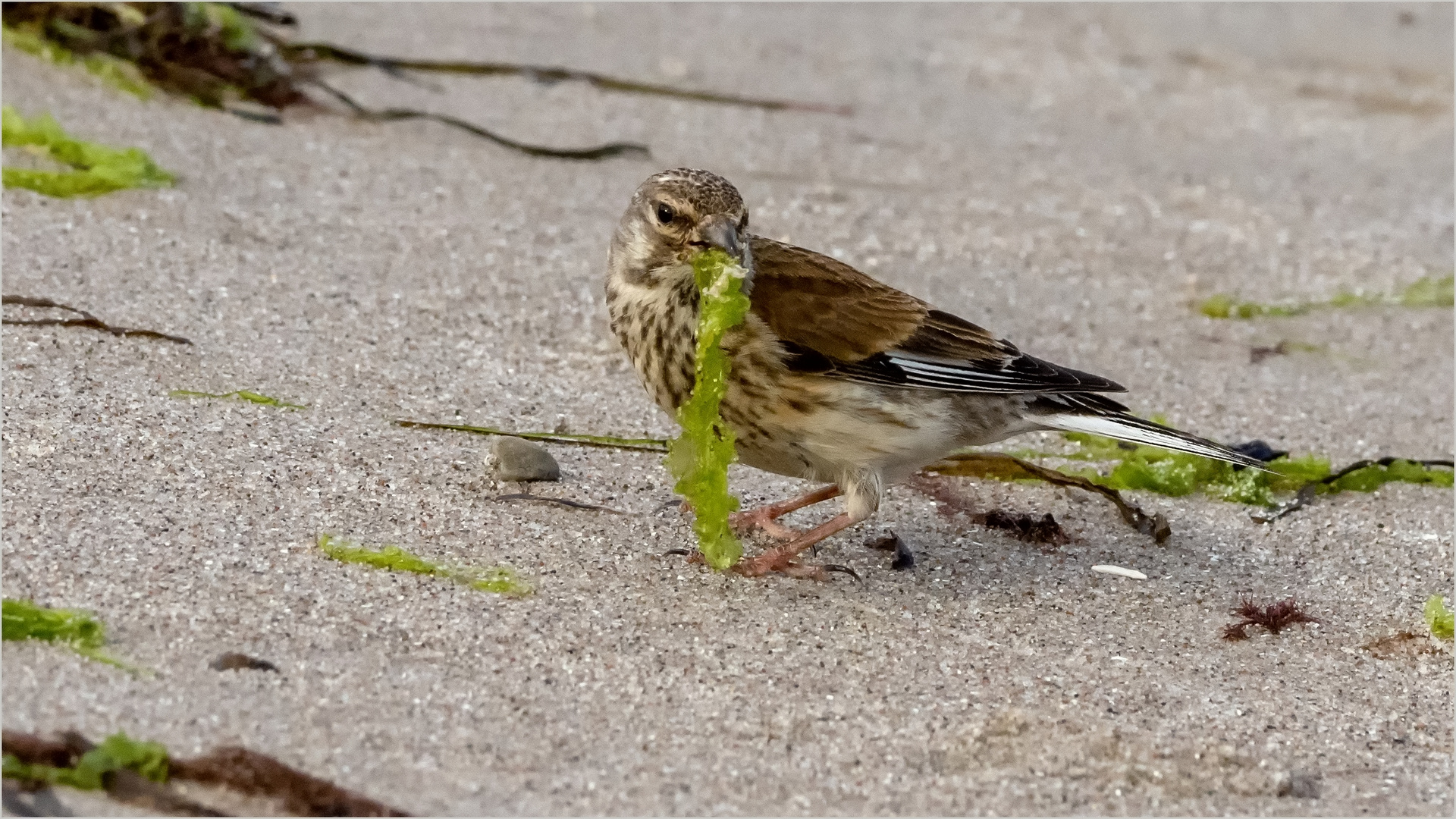 mit Seegras im Schnabel  .....