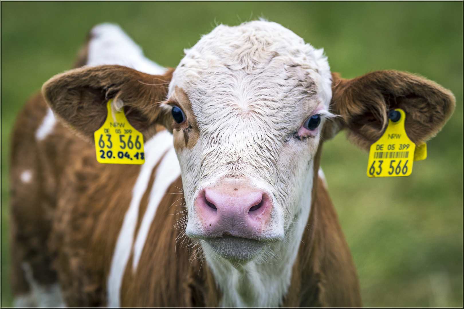 Mit seinen großen Kulleraugen... Foto &amp; Bild | tiere, haustiere ...