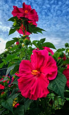 Mit seinen tollen Blüten....