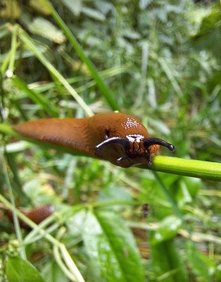 Mit Sex und Appetit...