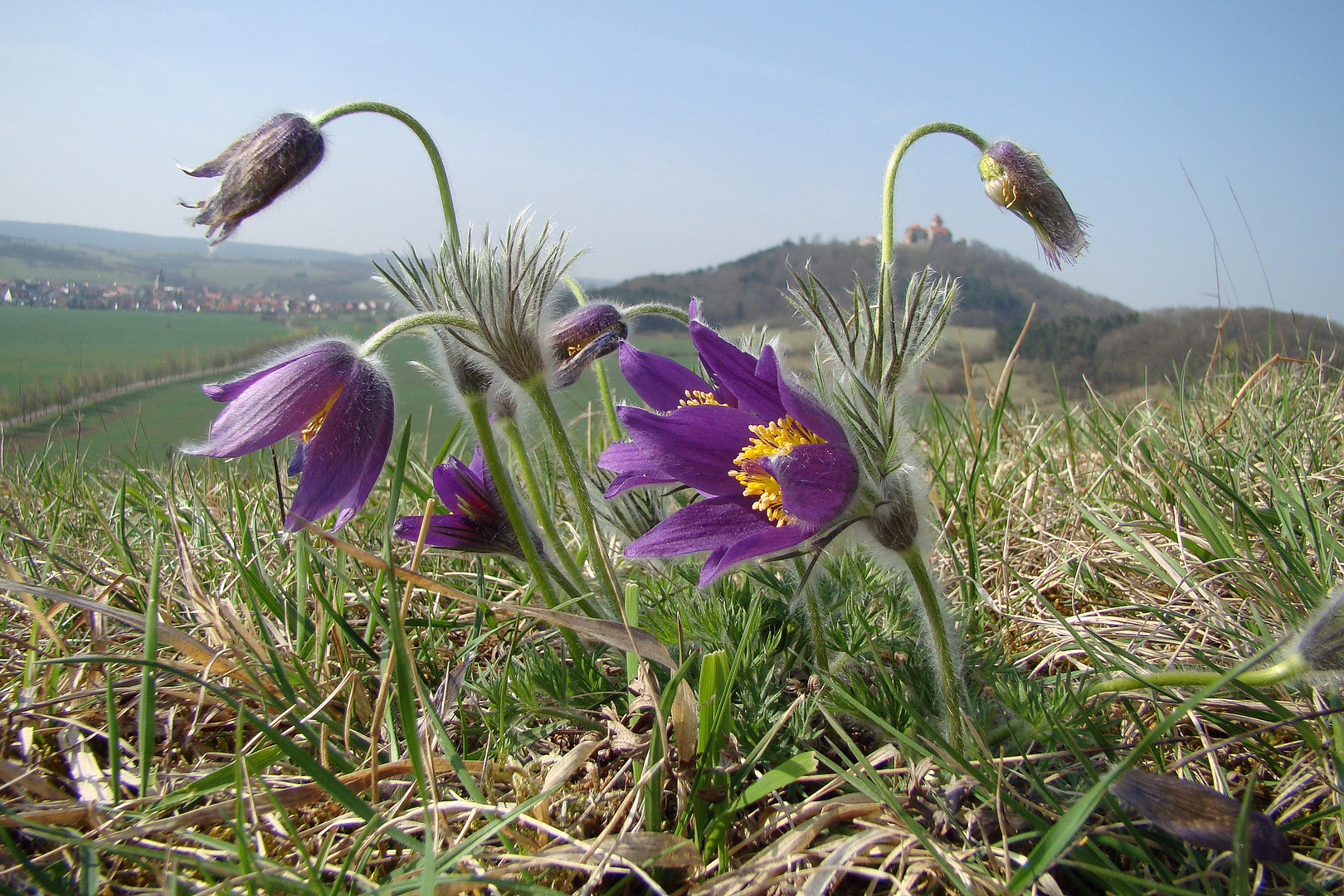 mit Sicht zur Burg