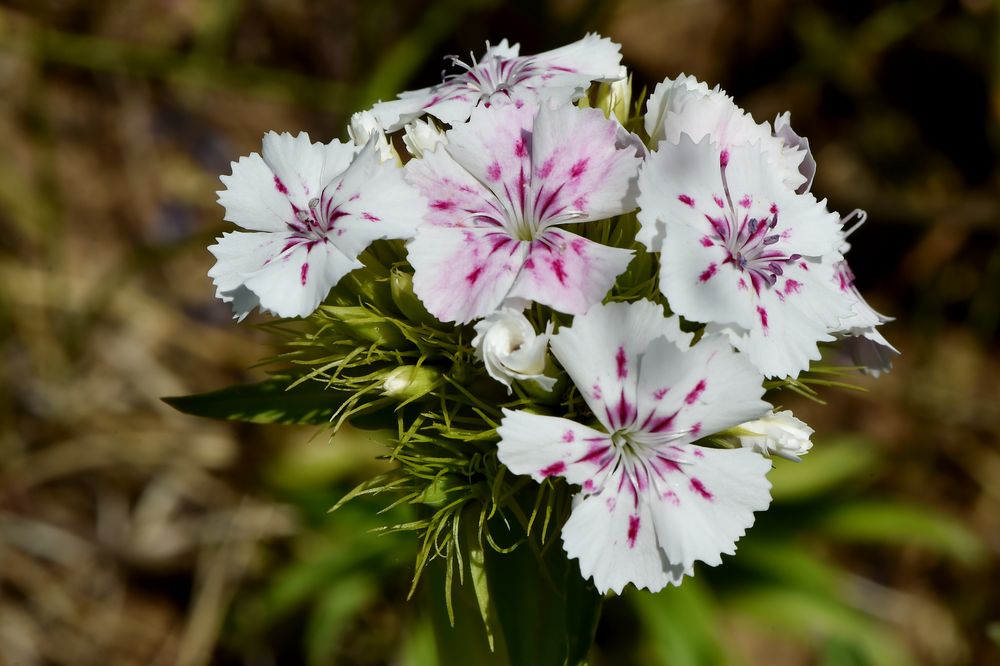 Mit Sommersprossen