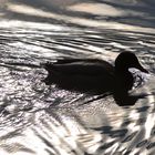 mit Sonnenschein das Schwimmen genießen...