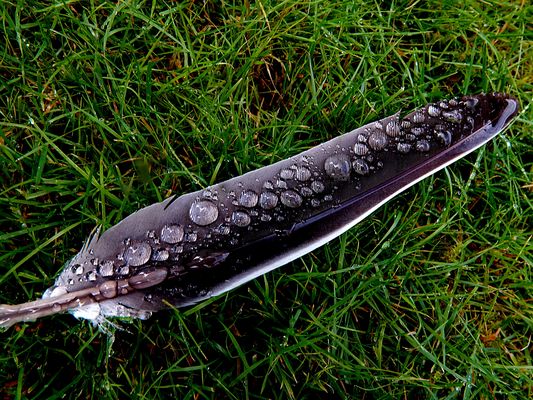 mit spiegelnden Regentropfen belegt