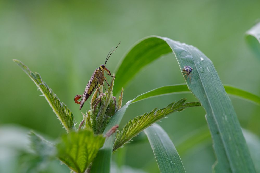 Mit "Stachel" Foto & Bild makro, natur, insekten Bilder auf