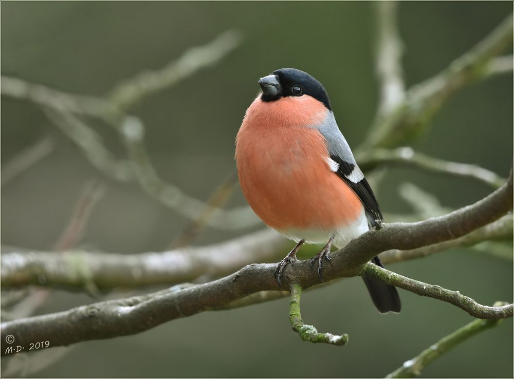 Mit Stolz Erhobenen Hauptes Foto Bild Tiere Wildlife Wild Lebende Vogel Bilder Auf Fotocommunity