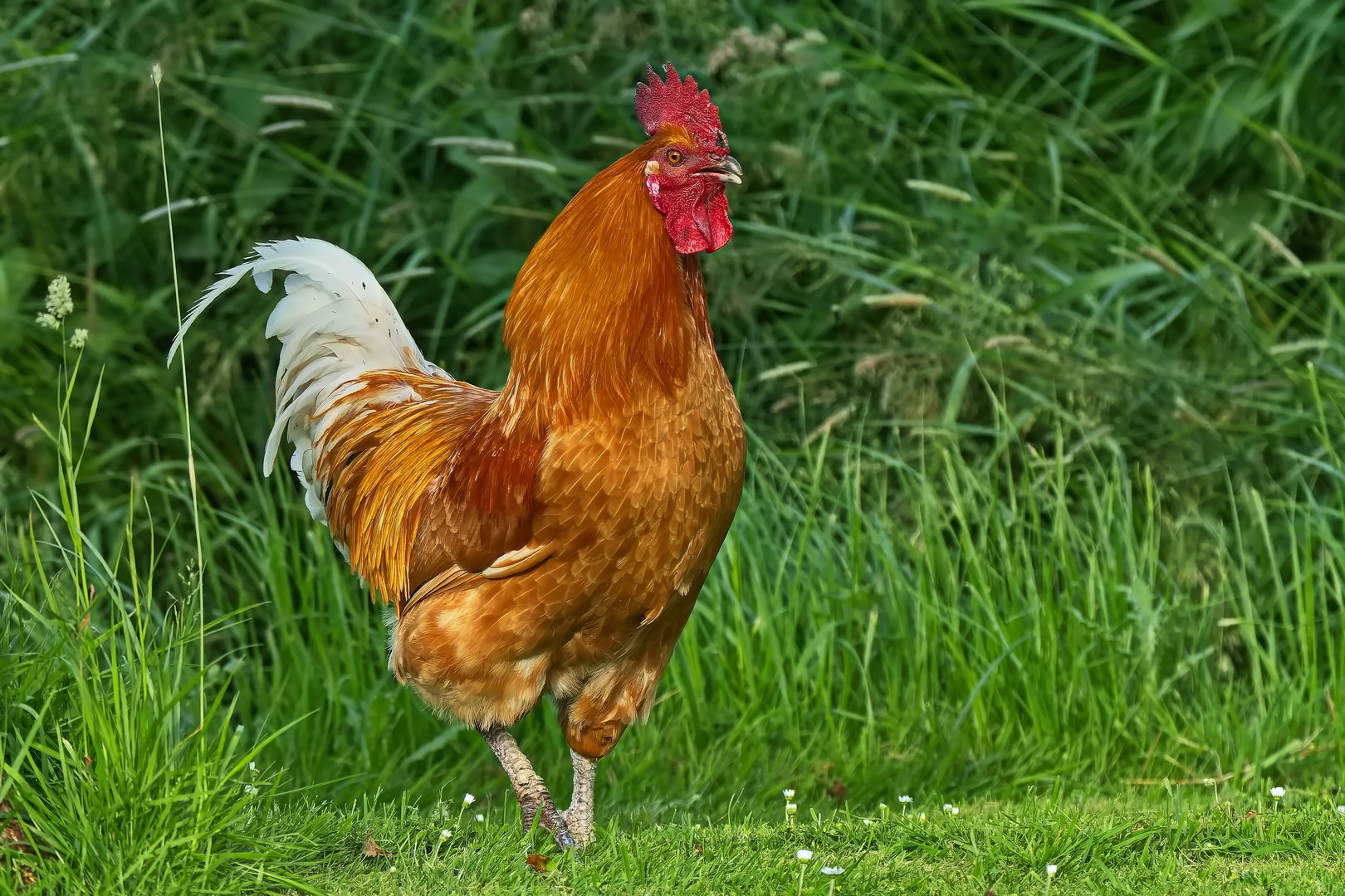 Mit stolz geschwellter Brust