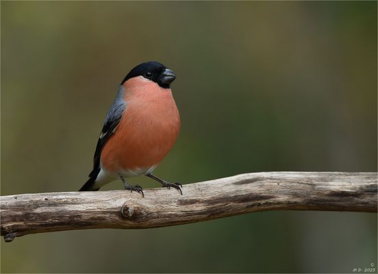 Mit stolzgeschwellter Brust ...