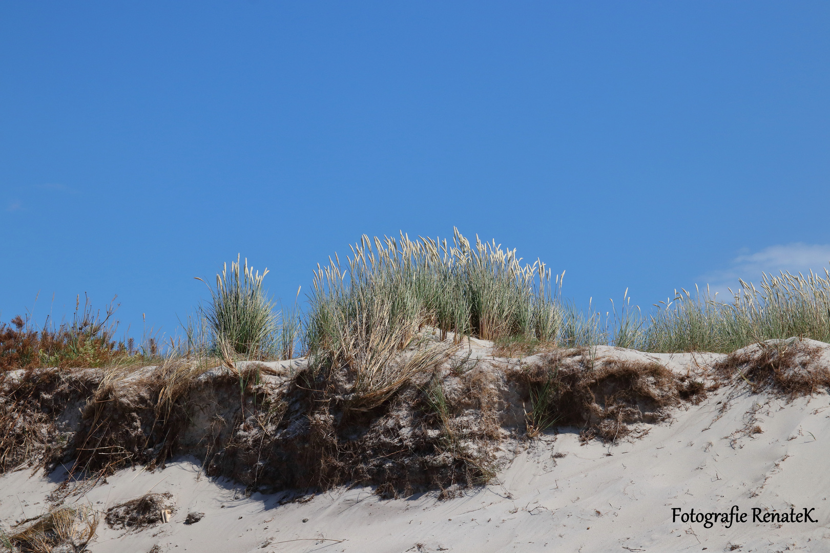 Mit Strandhafer bewachsene Dünen am Weststrand von Prerow