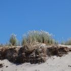 Mit Strandhafer bewachsene Dünen am Weststrand von Prerow