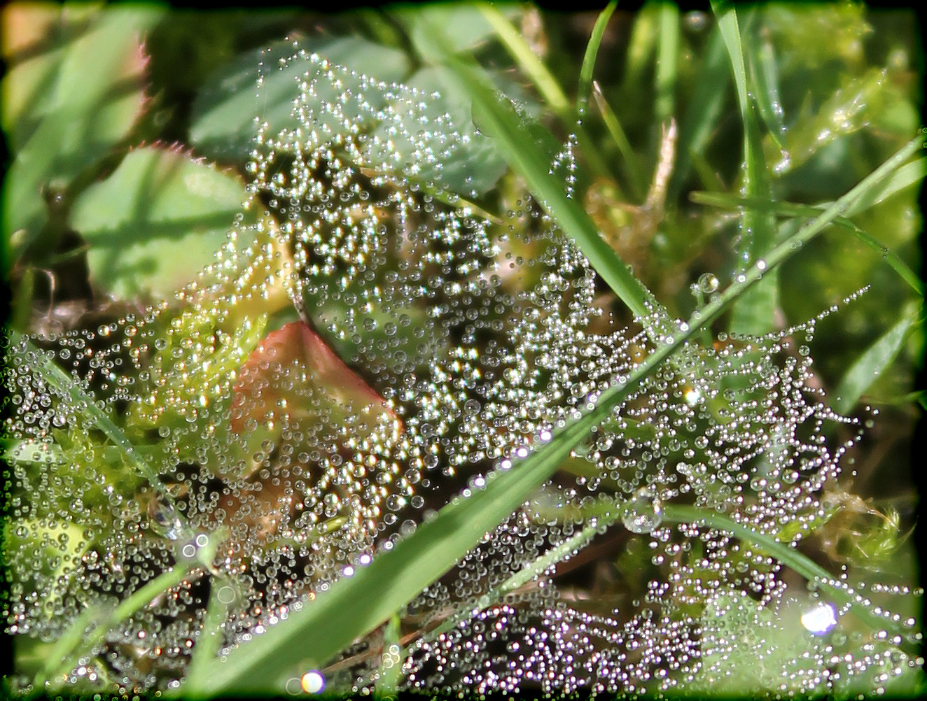 Mit Tautropfen geschmücktes Spinnennetz