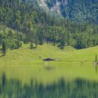 Mit Tele auf die Alm