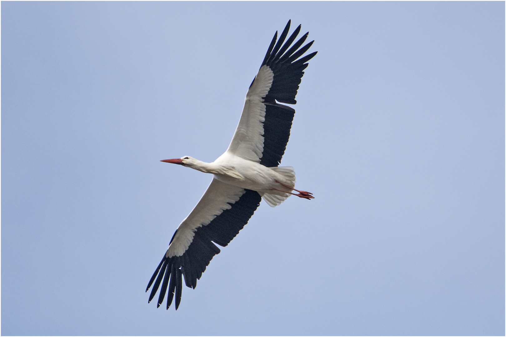 Mit thermischen Aufwind schwebt der Weißstorch . . .