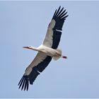 Mit thermischen Aufwind schwebt der Weißstorch . . .