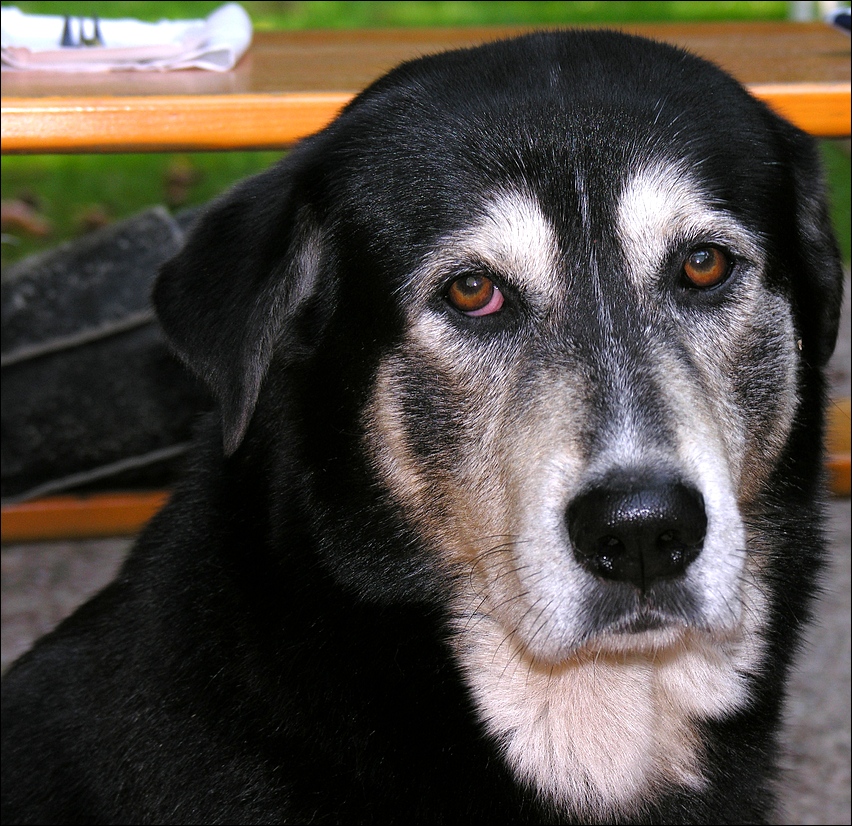 Mit treuen Hundeaugen ...