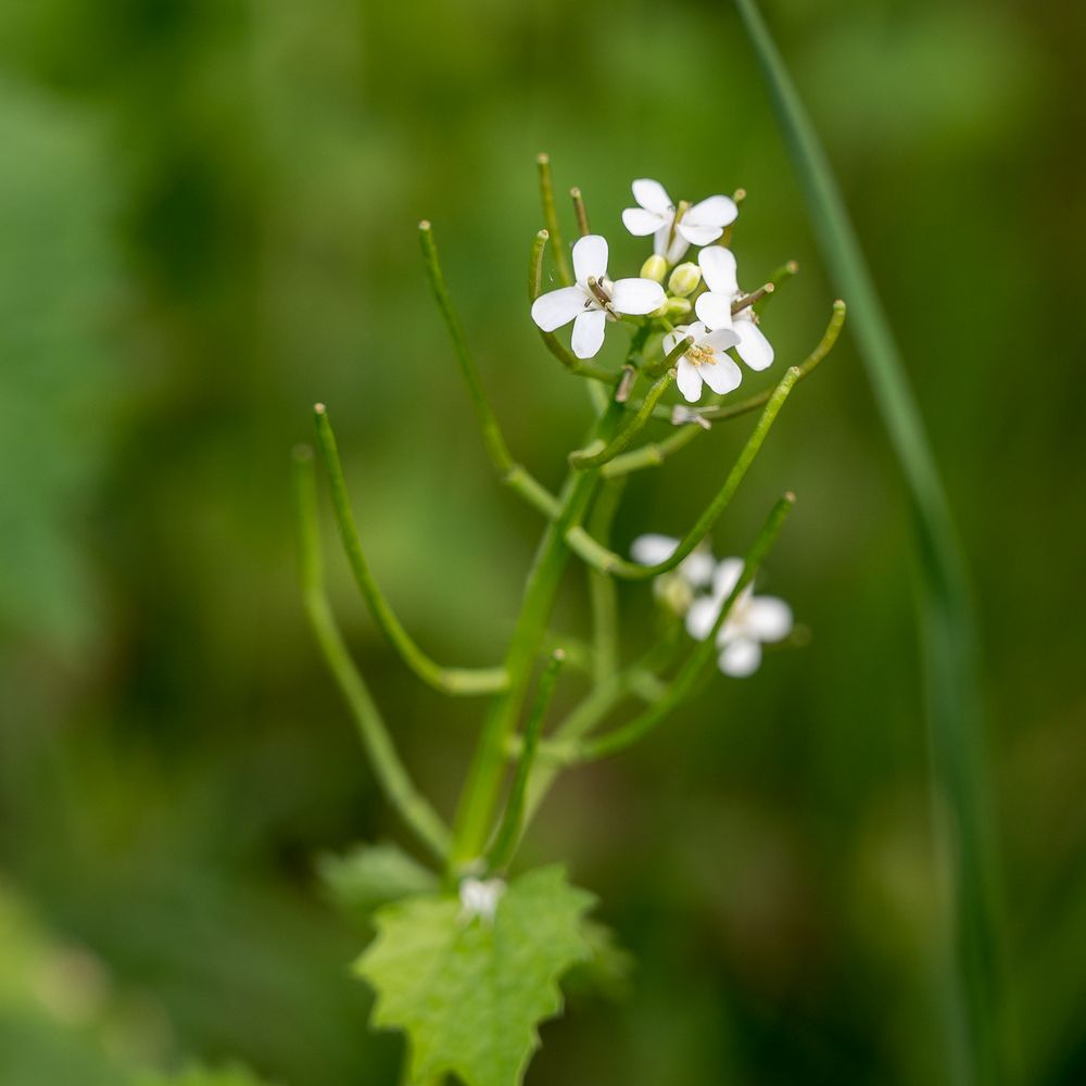 Mit und ohne Blüten