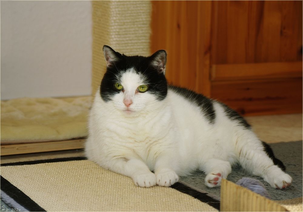 Mit unseren Sonnenscheinchen, die Merle ...