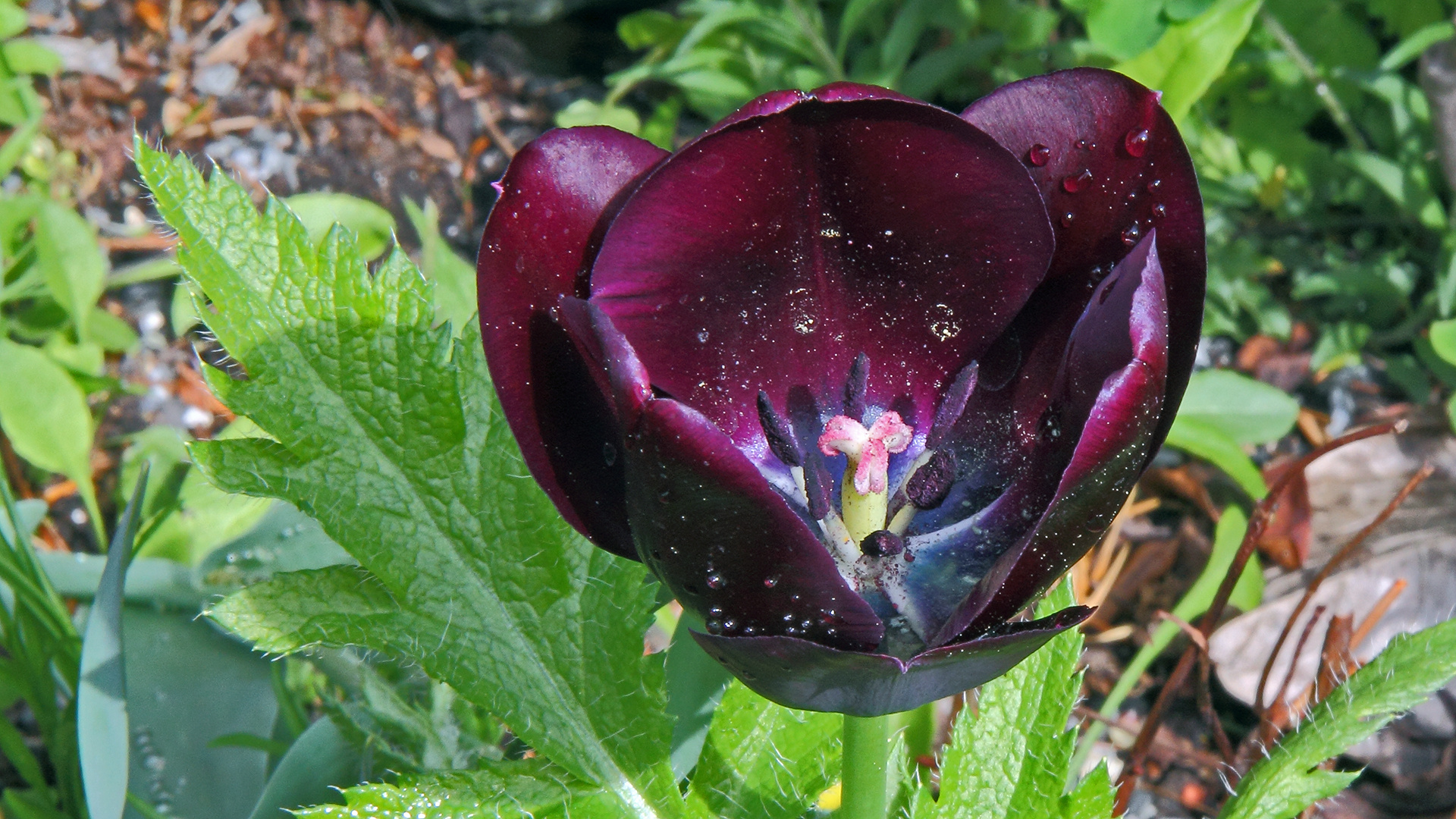 Mit viel Blütenstaub ins Tulpeninnenleben geschaut