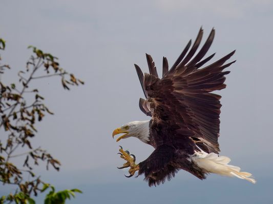 Mit viel Geschrei...