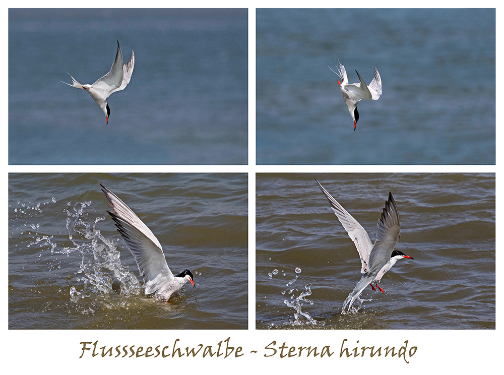 Mit viel Glück und Mühe. Seeschwalbe beim Fischfang