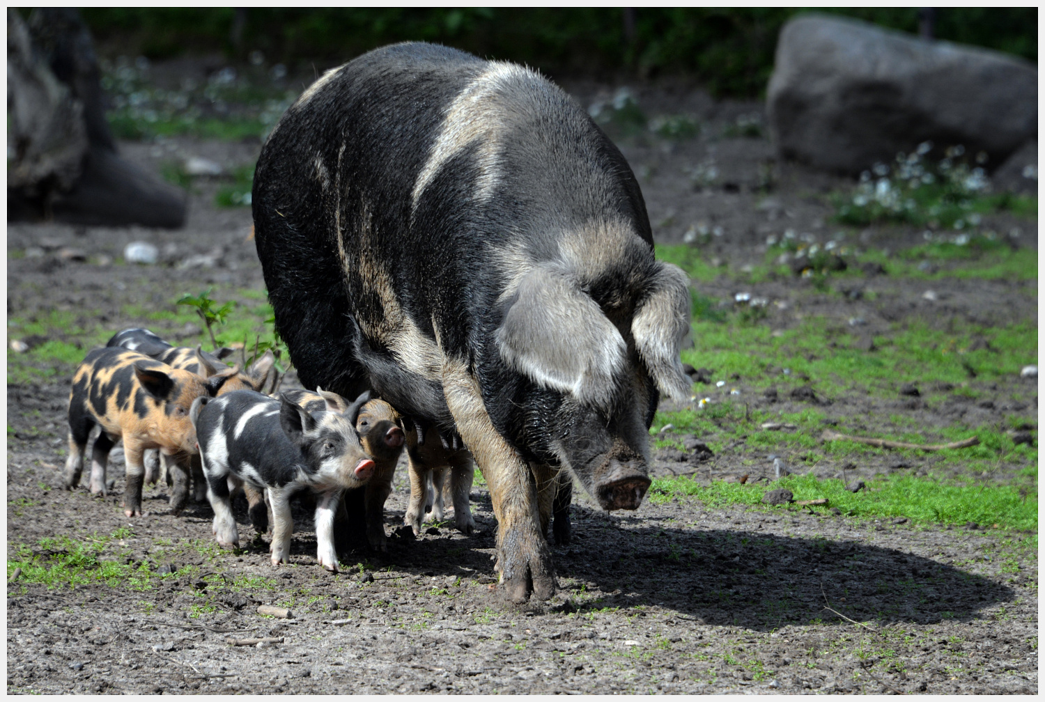 Mit viel Schwein ins Neue Jahr...