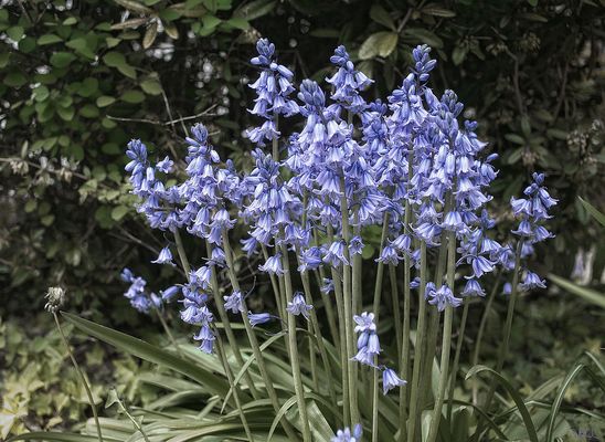 Mit vielen Glöckchen...