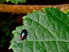 Mit vielleicht 3 mm Körperlänge ist dieser Blattkäfer (Fam. Chrysomelidae) . . .