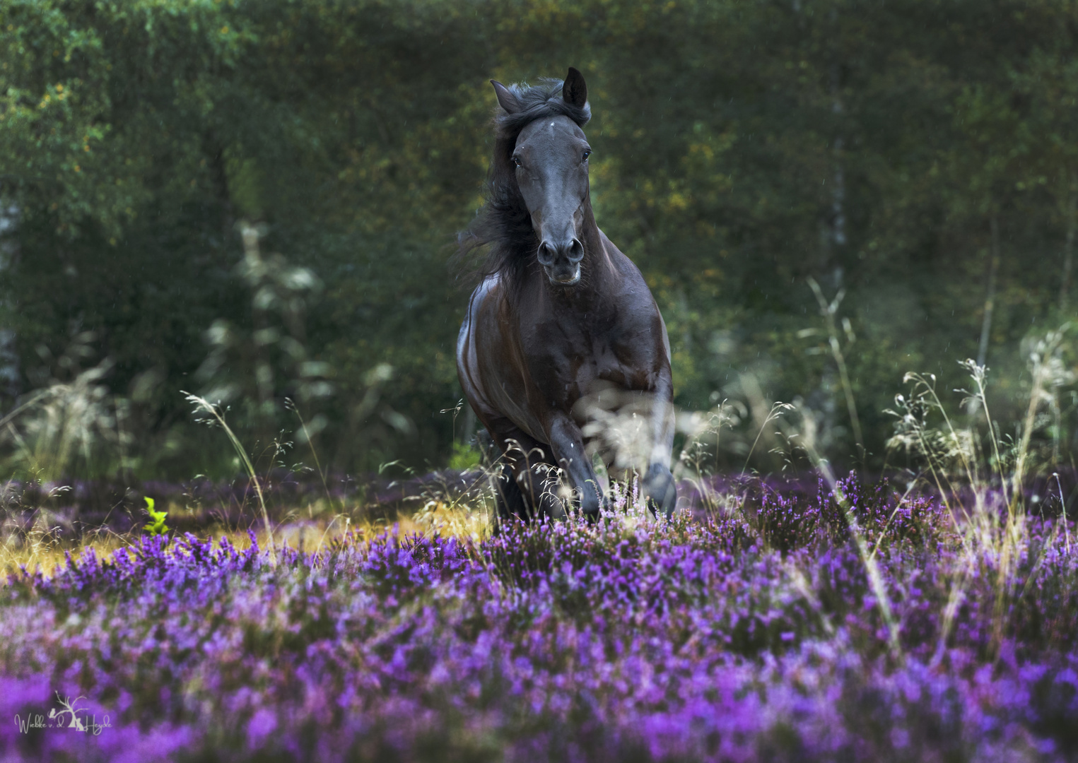 Mit Volldampf durch die Heide