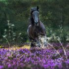 Mit Volldampf durch die Heide