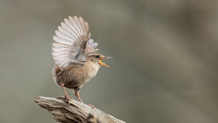 Mit vollem Einsatz...