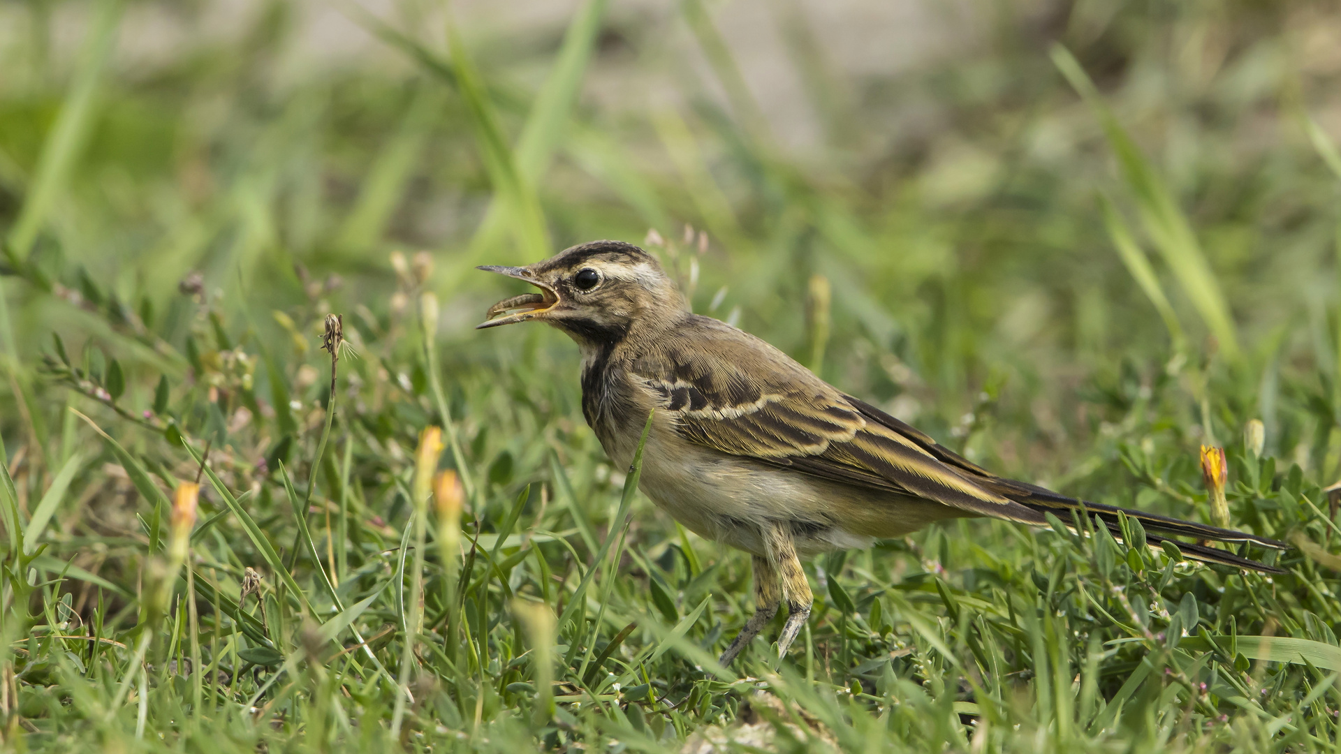 Mit vollem Schnabel Foto & Bild natur, tiere, wildlife Bilder auf